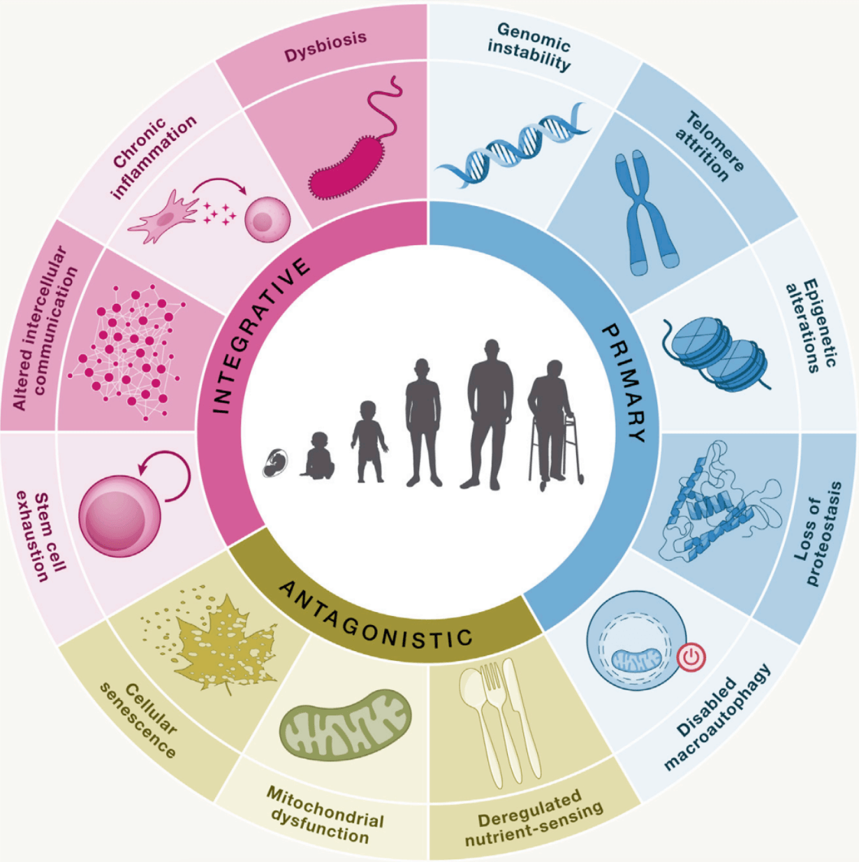 Metabolic health chart